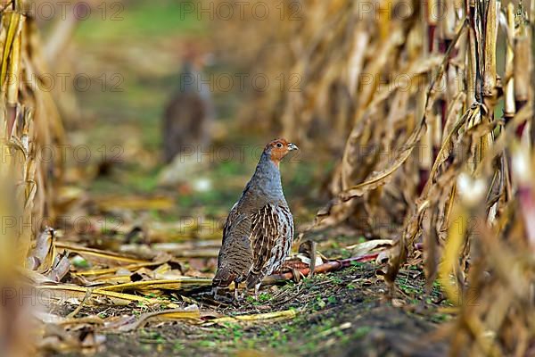 Partridge