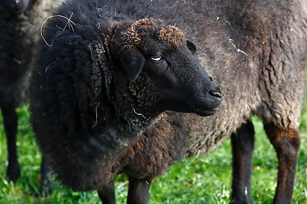 Roughwool Pomeranian Sheep