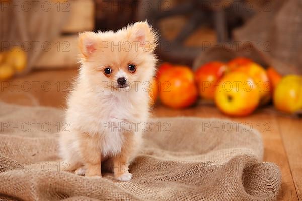 Mixed Breed Dog