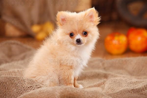 Mixed Breed Dog