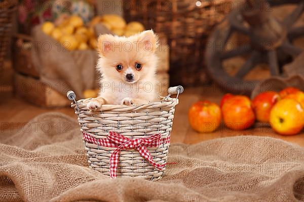 Mixed Breed Dog