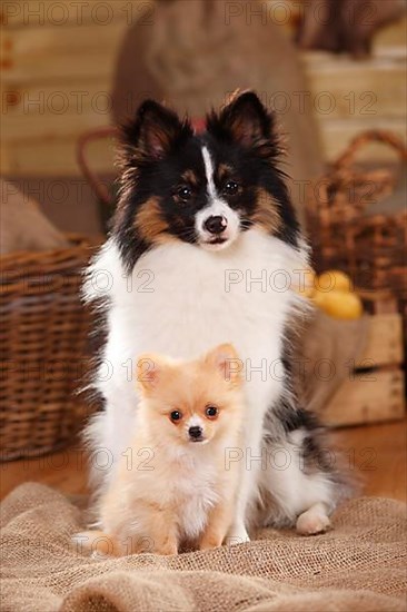 Mixed breed dog with puppy