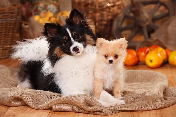 Mixed breed dog with puppy