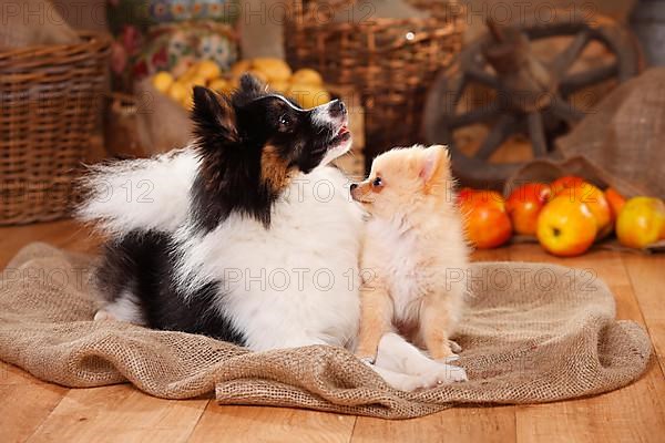 Mixed breed dog with puppy