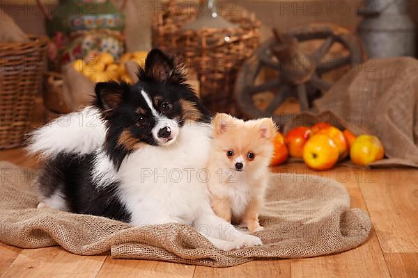 Mixed breed dog with puppy