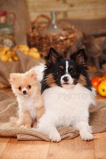 Mixed breed dog with puppy