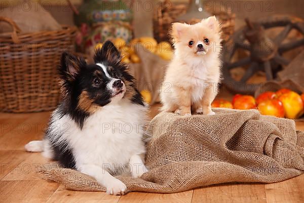 Mixed breed dog with puppy