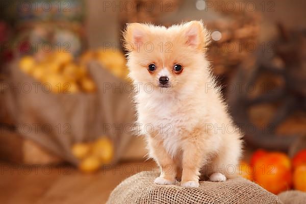 Mixed Breed Dog