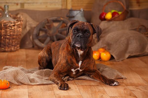 German Boxer