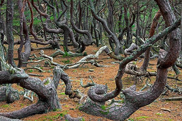 Windswept Scots pine