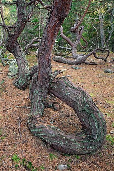 Windswept Scots pine