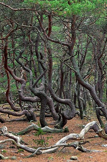 Windswept Scots pine