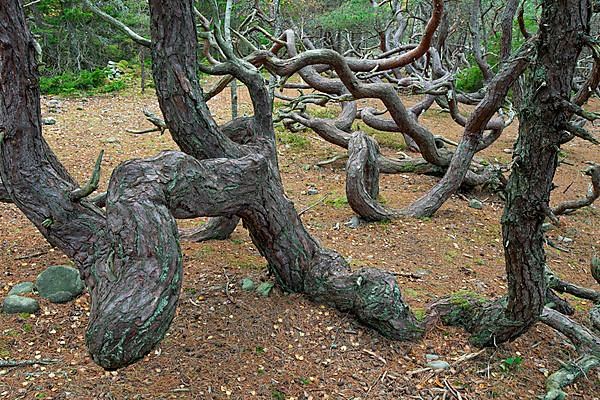 Windswept Scots pine