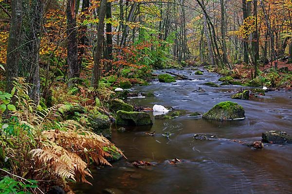 River Skaeran in autumn in Soederasen National Park