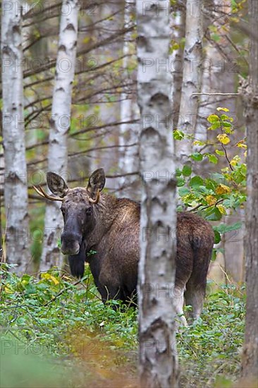 Young bull elk