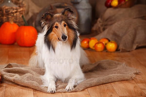 American Collie