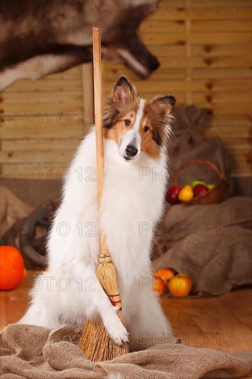 American Collie