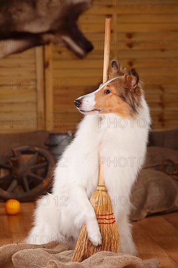 American Collie