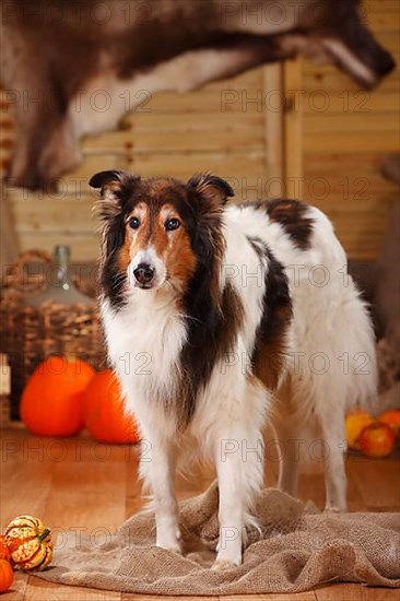 American Collie