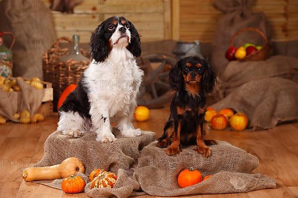 Cavalier King Charles Spaniel