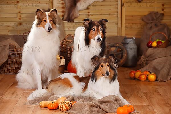 American Collies