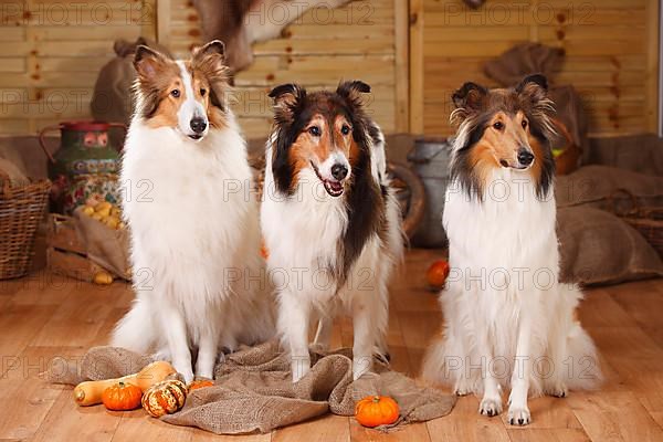 American Collies