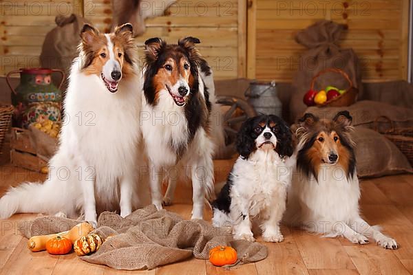 Cavalier King Charles Spaniel