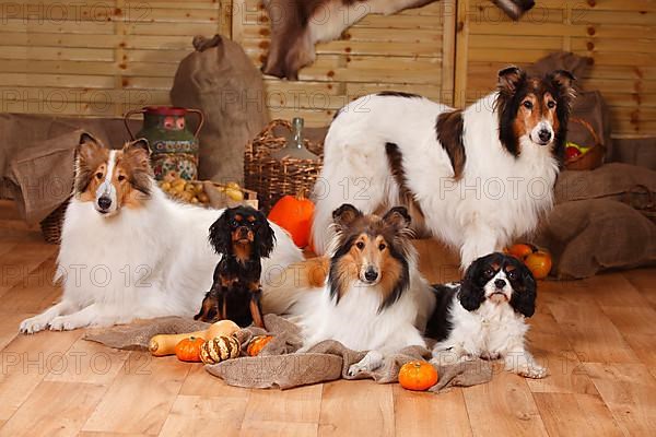 Cavalier King Charles Spaniel