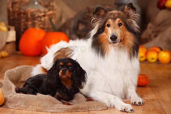 Cavalier King Charles Spaniel