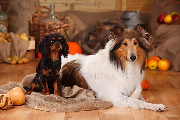 Cavalier King Charles Spaniel