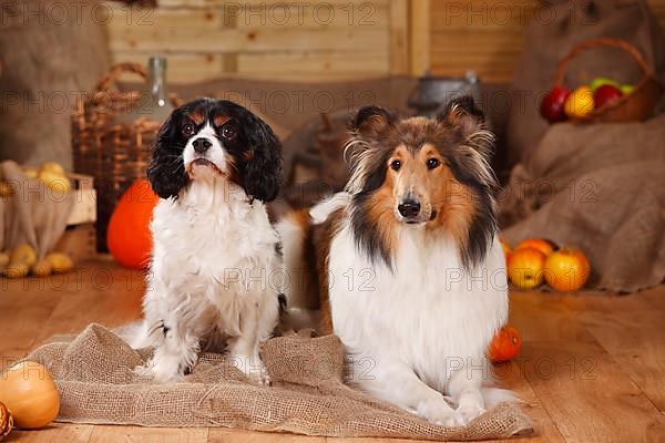 Cavalier King Charles Spaniel