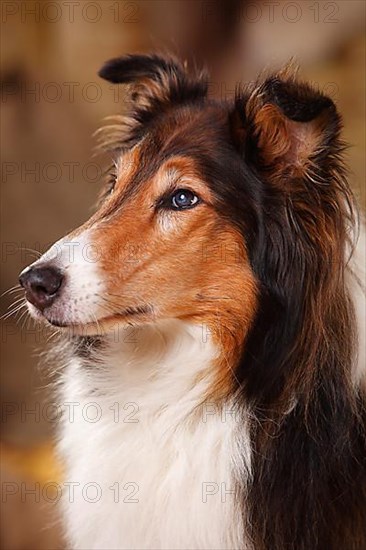 American Collie