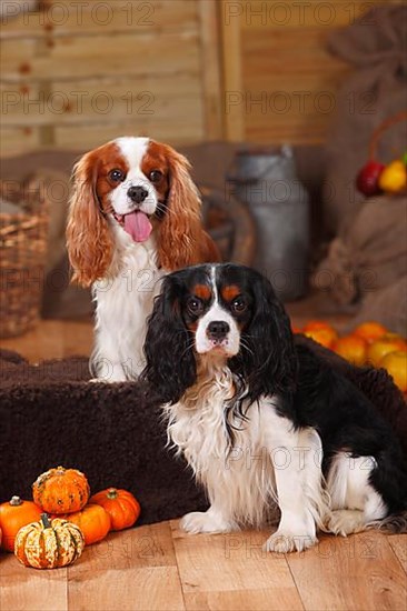 Cavalier King Charles Spaniel