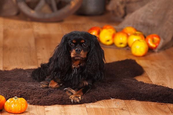 Cavalier King Charles Spaniel