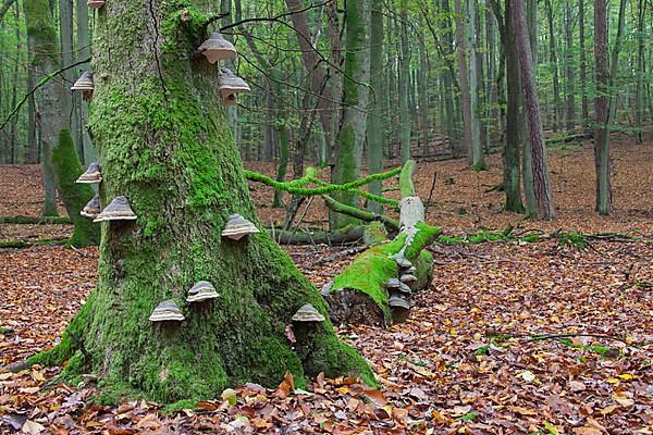 Red banded polypore