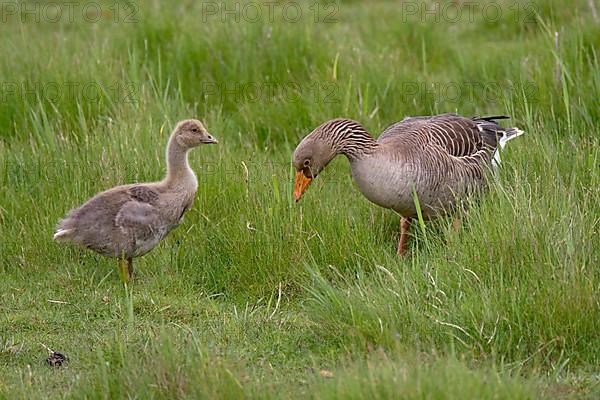 Greylag goose with offspring