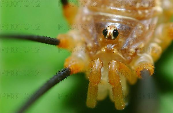 harvestman