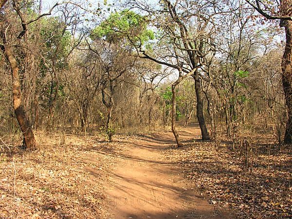 Path through dry deciduous forest in Malawi