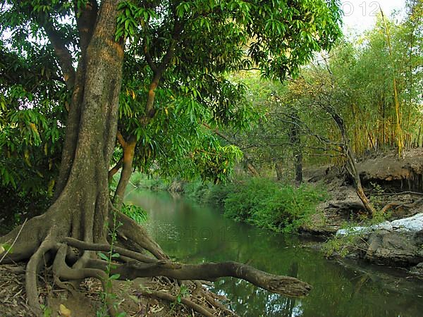 Jungle tree on the riverbank in Malawi