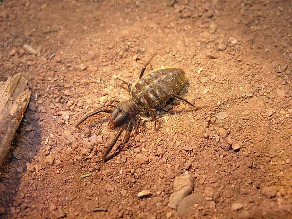 Roller spider