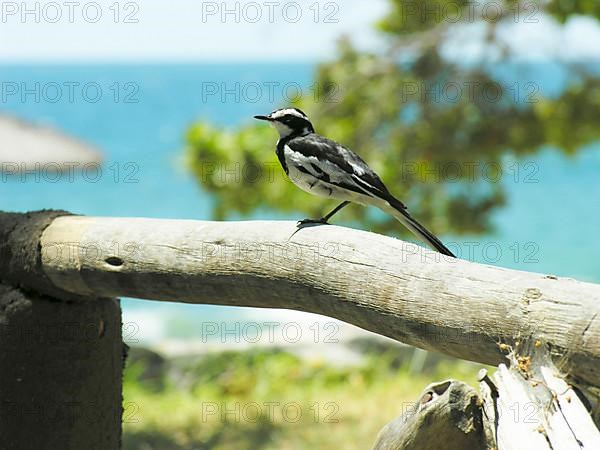 Widow Wagtail