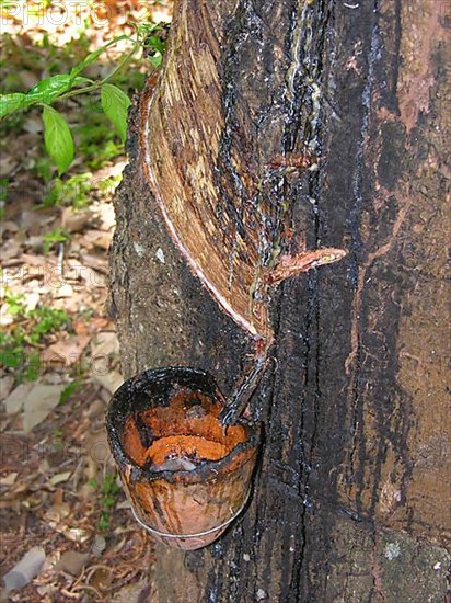 Rubber plantation