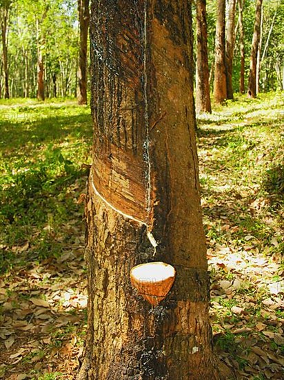 Rubber plantation