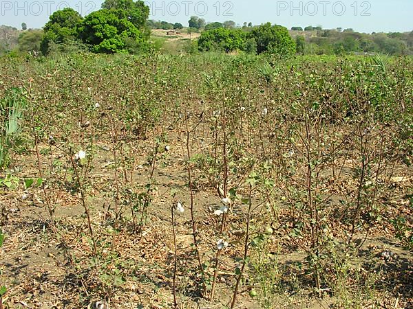 Cotton bush