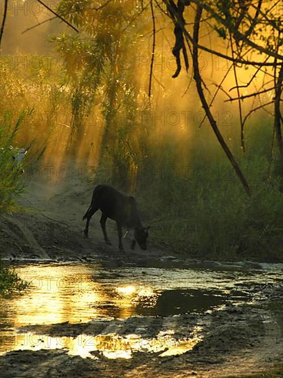 Riverbank with cow