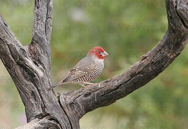 Red-headed Fire Finch