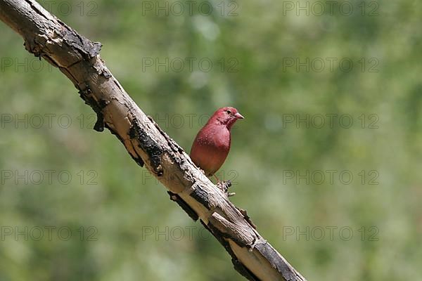 Senegal Fire Finch