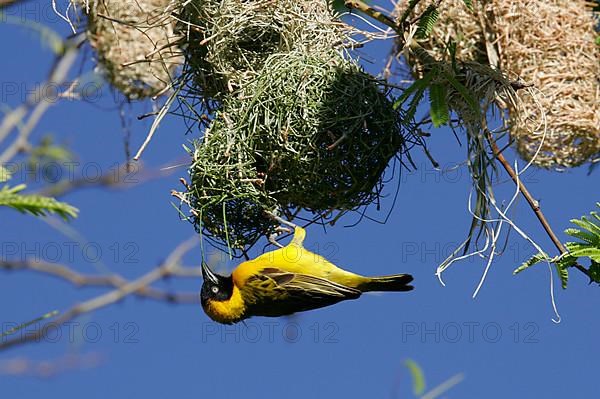 Cabanis weaver