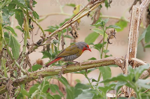 Green-winged Pytilia