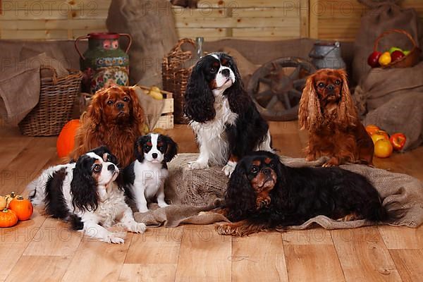 Cavalier King Charles Spaniel with puppy